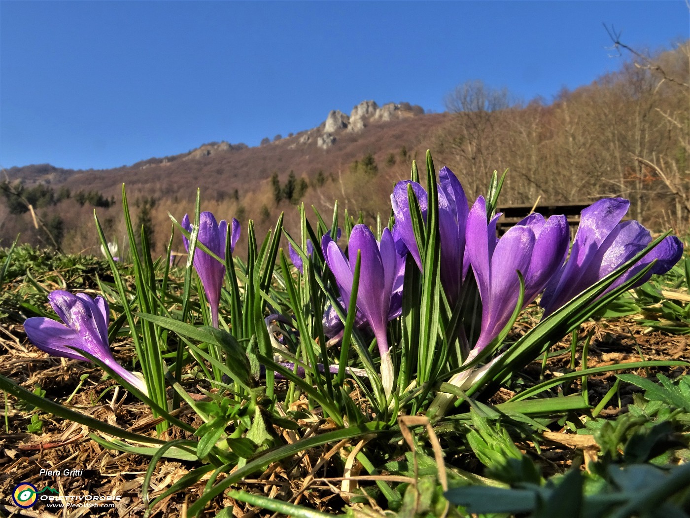 73 Crocus vernus violetti con vista in alto sui roccioni del Pralongone.JPG